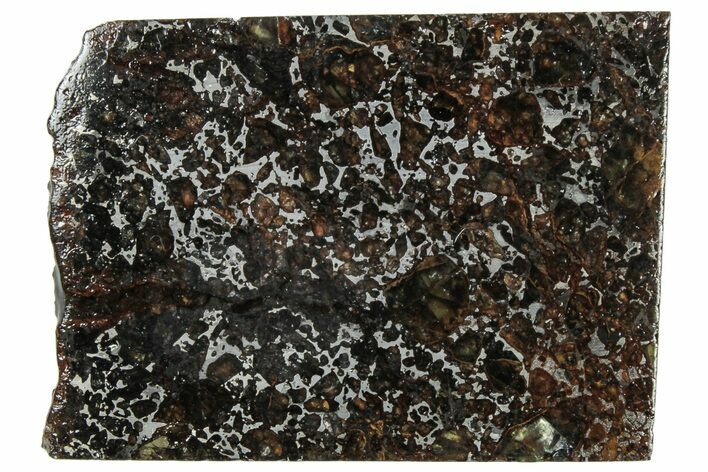 Polished Admire Pallasite Meteorite ( g) Slice - Kansas #307347